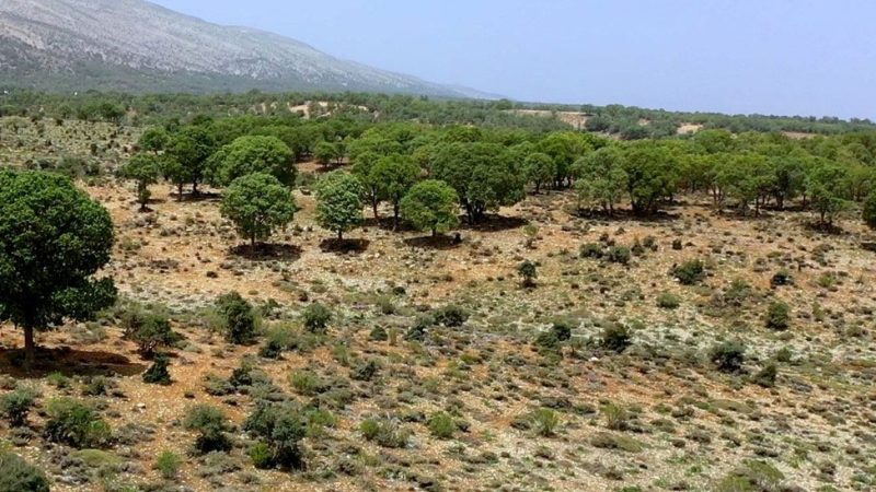 احیای جنگل های زاگرس با مشارکت داروسازی دکتر عبیدی